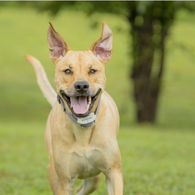 Extra obojok pre elektrický ohradník pre psov PetSafe® Classic